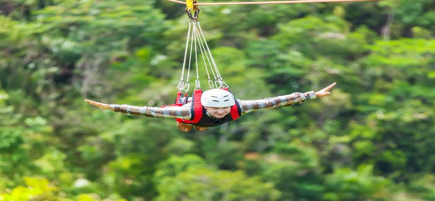 flyingfox